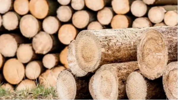 小知识 | 木材的含水率