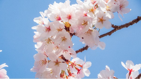 春分：春色从此分，春意从此浓