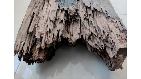 香港六宝典最新版开奖 | 关于木材和家具的防虫，原来还有这么多方法