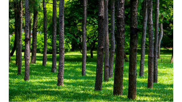 中国木材含水率大全，花钱都买不到的知识！